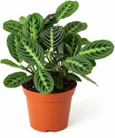 Maranta Lemon Lime Prayer Plant Live Indoor Plant