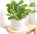 Maranta Lemon Lime Prayer Plant Live Indoor Plant