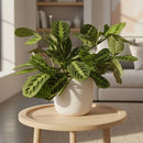 Maranta Lemon Lime Prayer Plant Live Indoor Plant