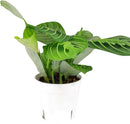 Maranta Lemon Lime Prayer Plant Live Indoor Plant