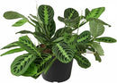 Maranta Lemon Lime Prayer Plant Live Indoor Plant
