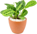 Maranta Lemon Lime Prayer Plant Live Indoor Plant
