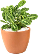 Maranta Lemon Lime Prayer Plant Live Indoor Plant