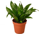 Dracaena Janet Craig Live Indoor Plant