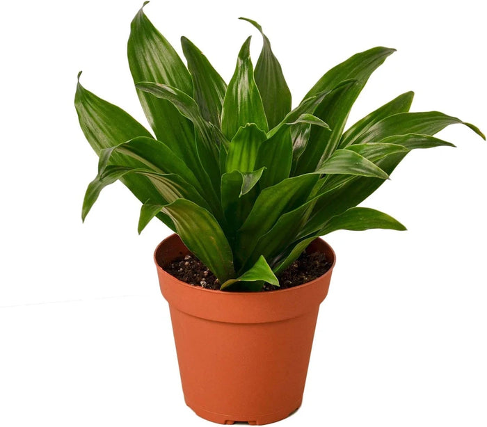 Plants