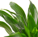 Dracaena Janet Craig Live Indoor Plant