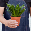 Dracaena Janet Craig Live Indoor Plant