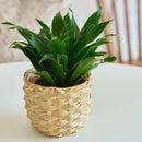 Dracaena Janet Craig Live Indoor Plant