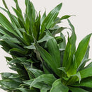 Dracaena Janet Craig Live Indoor Plant