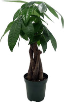 Twisted Money Tree Live Indoor Plant