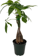 Twisted Money Tree Live Indoor Plant