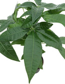 Twisted Money Tree Live Indoor Plant